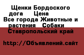 Щенки Бордоского дога.  › Цена ­ 30 000 - Все города Животные и растения » Собаки   . Ставропольский край